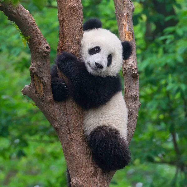 Mignon Ours Panda Géant — Photo