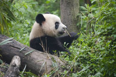 Sevimli dev panda