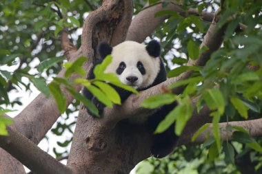 Sevimli dev panda