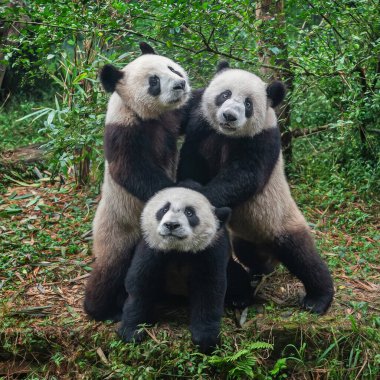 Sevimli dev panda