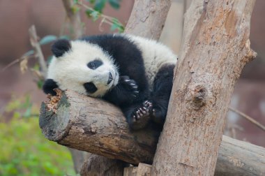 Sevimli dev panda