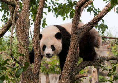 Sevimli dev panda