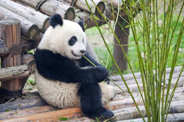 Cute giant panda bear clipart