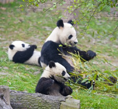 Sevimli dev panda