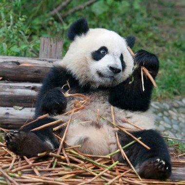 Sevimli dev panda