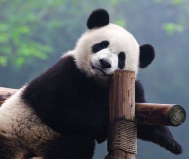 Sevimli dev panda