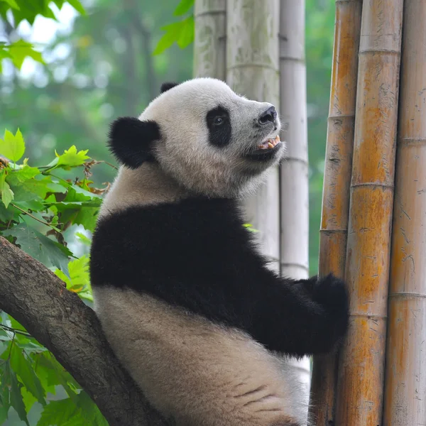 Urso Panda Gigante Bonito — Fotografia de Stock