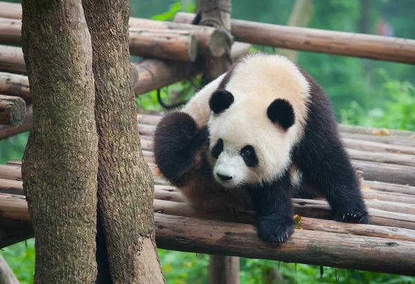 Niedlicher Riesenpandabär — Stockfoto