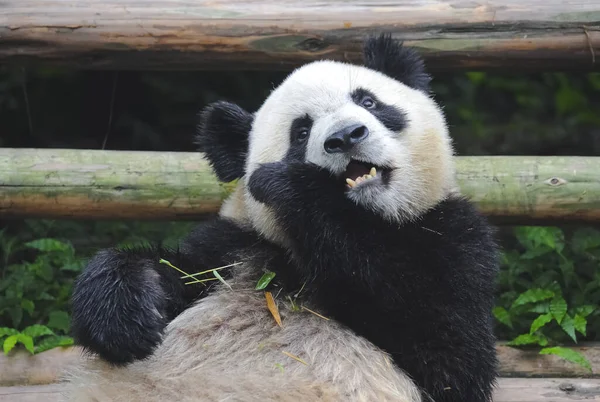 Niedlicher Riesenpandabär — Stockfoto