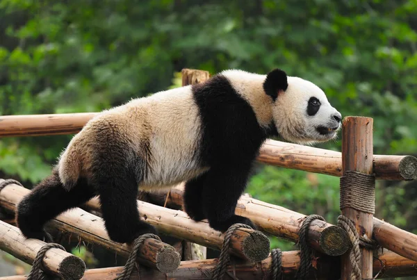 Niedlicher Riesenpandabär — Stockfoto