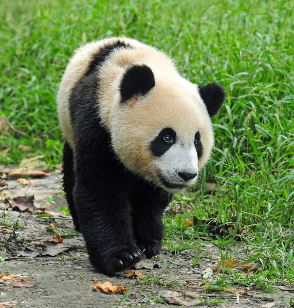 Cute Giant Panda Bear — Stock Photo, Image