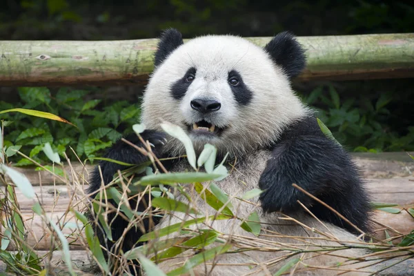 Söpö Jättiläinen Panda Karhu — kuvapankkivalokuva