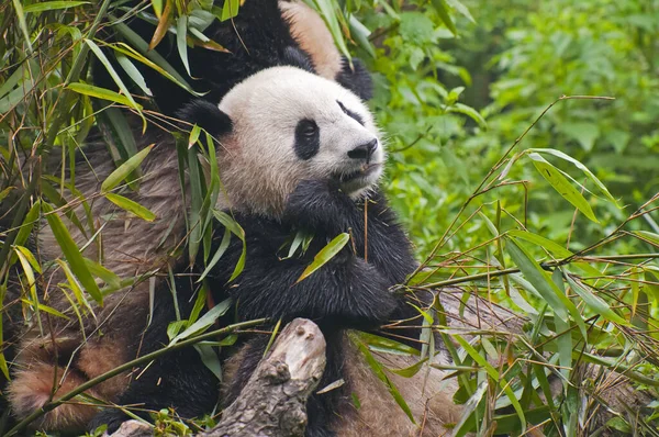 可爱的大熊猫熊 — 图库照片