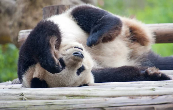 Милый Гигантский Панда — стоковое фото