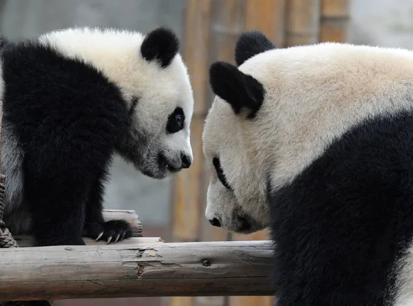 Lindo Oso Panda Gigante —  Fotos de Stock