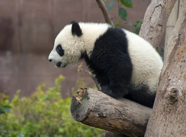 Niedlicher Riesenpandabär — Stockfoto