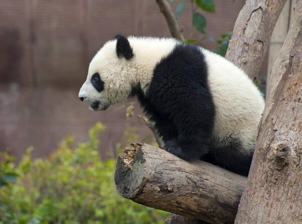 Cute giant panda bear