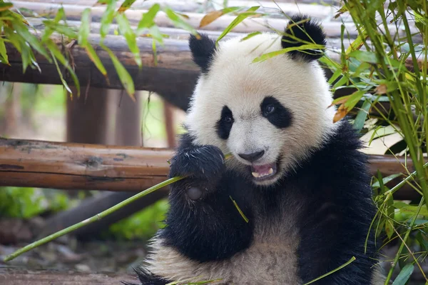 Słodkie Gigant Panda Niedźwiedź — Zdjęcie stockowe