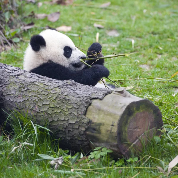 Mignon Ours Panda Géant — Photo