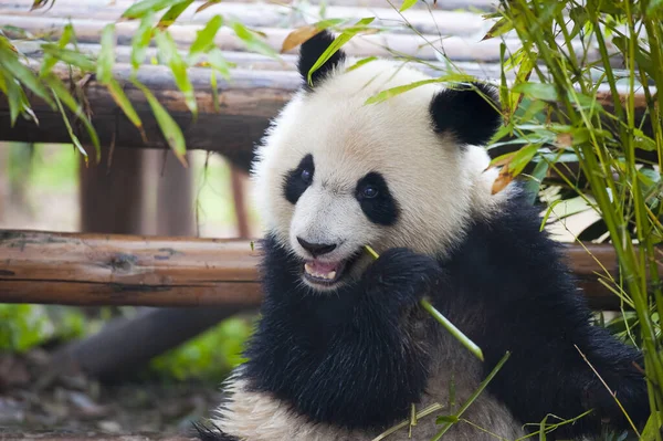 Roztomilý Obří Panda Medvěd — Stock fotografie