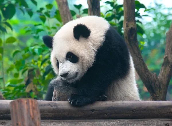 Lindo Oso Panda Gigante — Foto de Stock