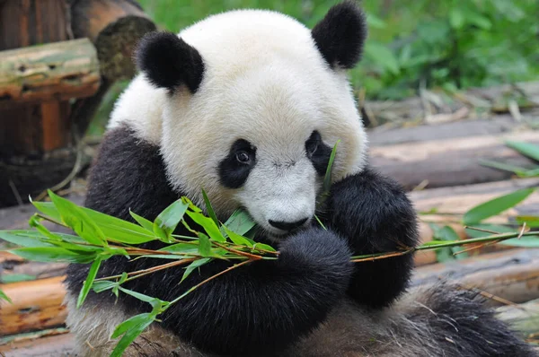 可爱的大熊猫熊 — 图库照片