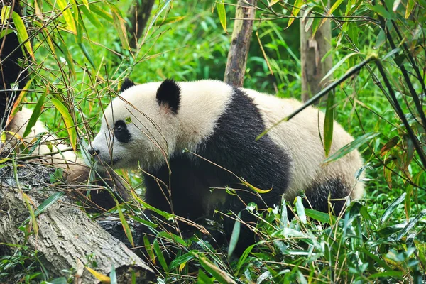 Cute Giant Panda Bear — Stock Photo, Image