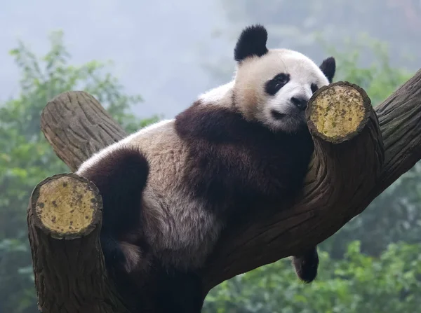 Słodkie Gigant Panda Niedźwiedź — Zdjęcie stockowe