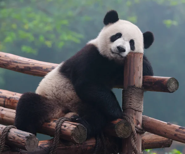 Niedlicher Riesenpandabär — Stockfoto