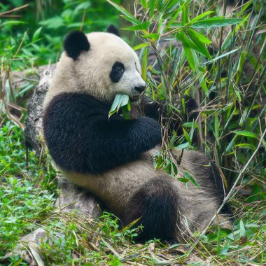 Bambu yiyen sevimli dev panda ayısı