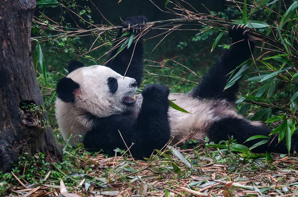 Cute giant panda bear eating bamboo