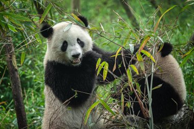 Bambu yiyen sevimli dev panda ayısı