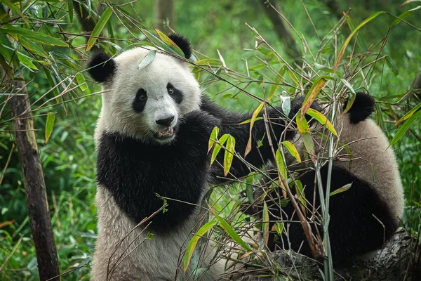 可爱大熊猫吃竹子 — 图库照片