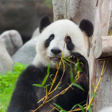 Bambu yiyen sevimli dev panda ayısı