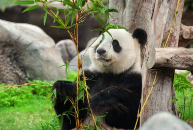 Bambu yiyen sevimli dev panda ayısı