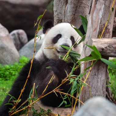 Bambu yiyen sevimli dev panda ayısı