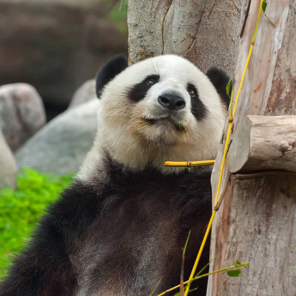 Niedlicher Riesenpandabär Frisst Bambus — Stockfoto