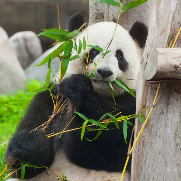 Niedlicher Riesenpandabär Frisst Bambus Stockbild