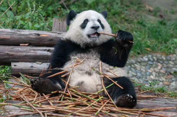 Jonge Reusachtige Panda Beer Eten Bamboe Scheuten — Stockfoto