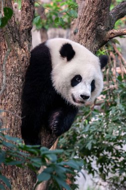 Ağaçtaki dev panda