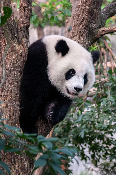 Gigantyczny Niedźwiedź Panda Drzewie — Zdjęcie stockowe