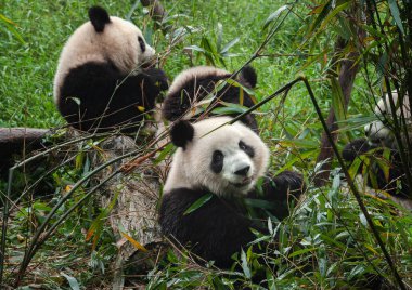 Dev panda ormanda bambu yiyor.