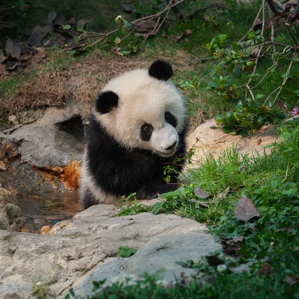 Játékos Fiatal Panda Medve — Stock Fotó