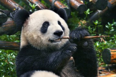 Bambu yiyen sevimli dev panda ayısı