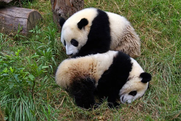 Two Lazy Giant Panda Bears — Stock Photo, Image