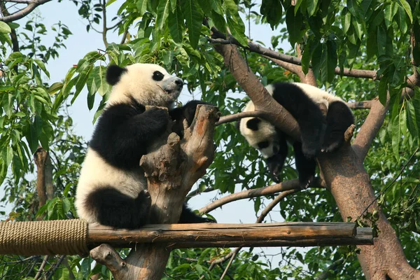 Juguetón Cachorro Panda Gigante Árbol —  Fotos de Stock