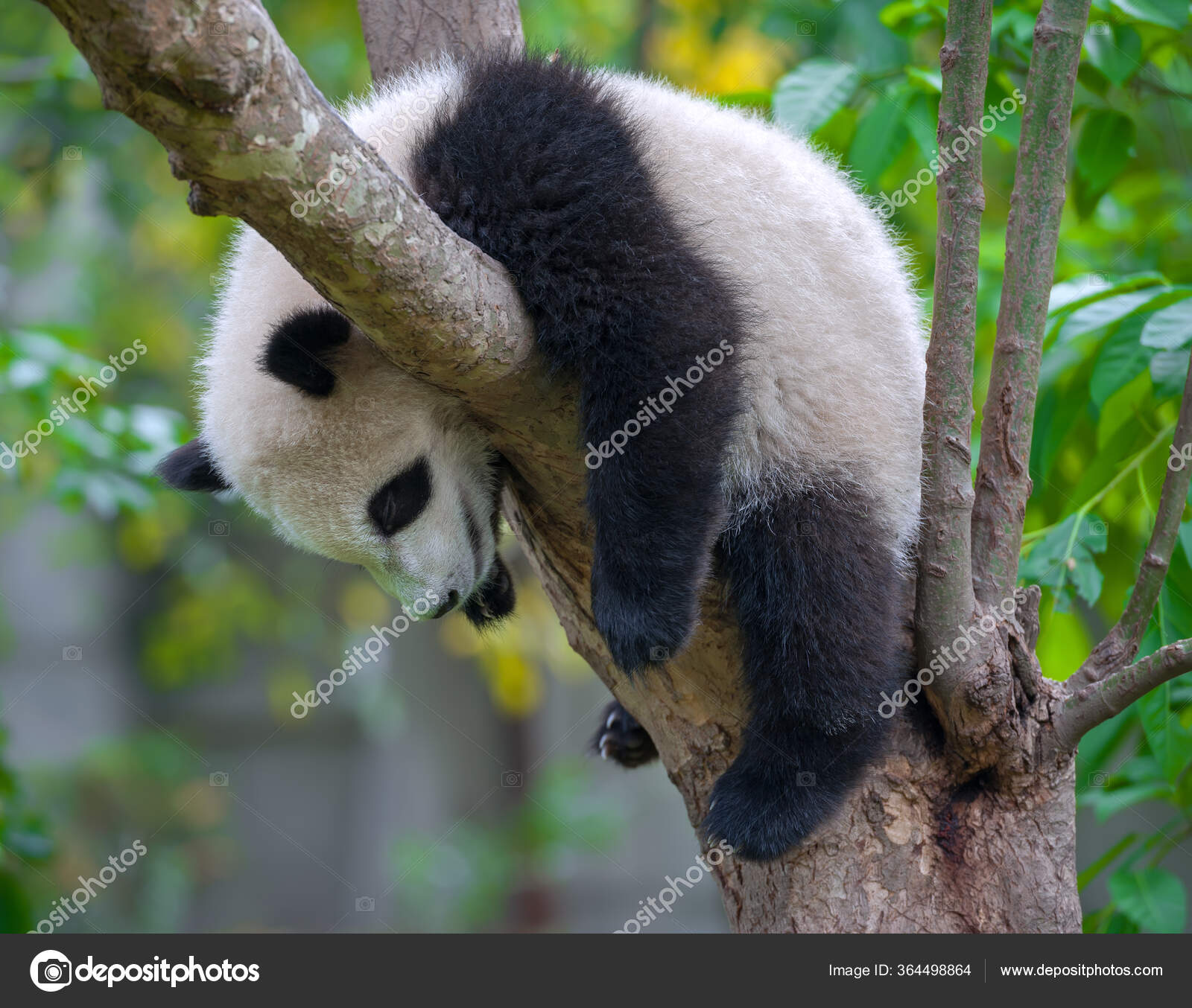 Panda Bear In A Tree