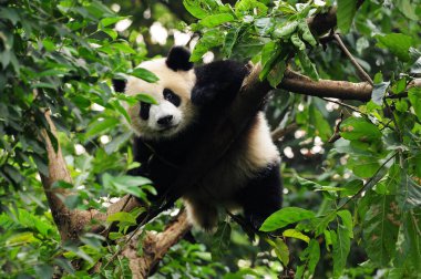 Şirin dev panda ağaca tırmanıyor.