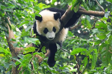 Şirin dev panda ağaca tırmanıyor.