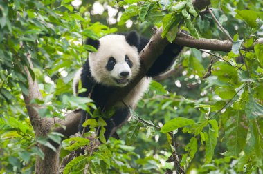 Şirin dev panda ağaca tırmanıyor.